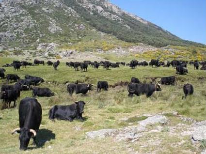 Ganaderia de Avilena-Negra Iberica